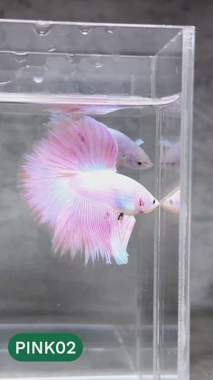 Pink Halfmoon Male Betta Fish | You Pick Fish | Order Directly From Farm