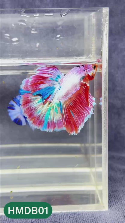 Dumbo Koi Nemo Halfmoon Male Betta | You Pick Fish