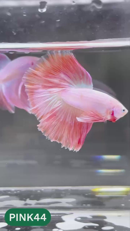 Pink Halfmoon Male Betta Fish | You Pick Fish | Order Directly From Farm