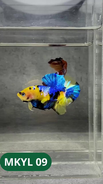 Koi Yellow Plakat Male Betta Fish | Show Grade | You Pick Fish
