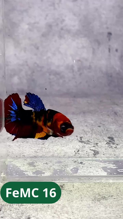 Multicolor Female Betta Fish | You Pick Fish | High Grade