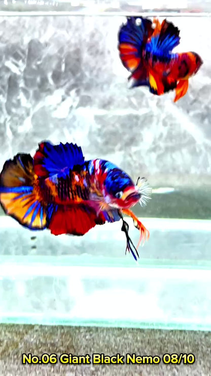 King Giant Plakat Male Betta Fish | You Pick Fish | High Grade