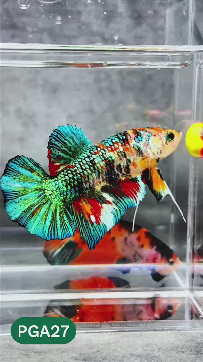 King Giant Plakat Male Betta Fish | You Pick Fish | High Grade