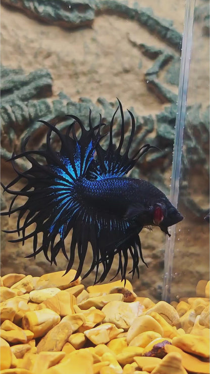 Crowntail Black Copper Male Betta Fish