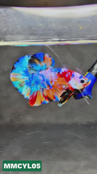 Multicolor Yellow Base Plakat Male Betta Fish | Order Directly From Farm|  You Pick Fish