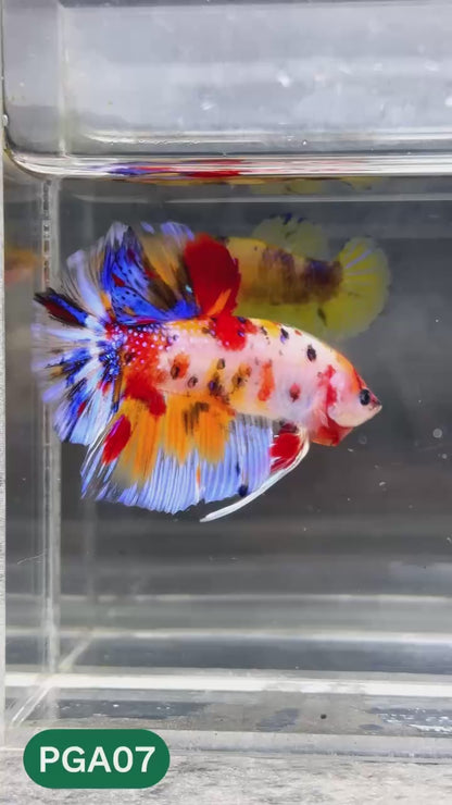 King Giant Plakat Male Betta Fish | You Pick Fish | High Grade