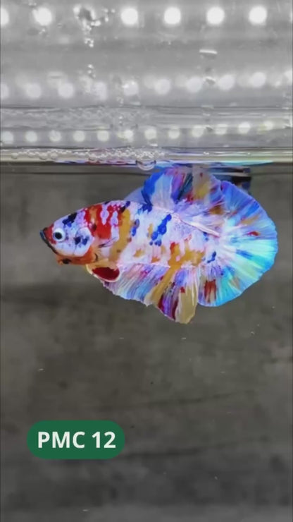 Multicolor Plakat Male Betta Fish |Show Grade|  You Pick Fish