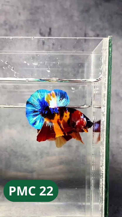 Multicolor Plakat Male Betta Fish |Show Grade|  You Pick Fish