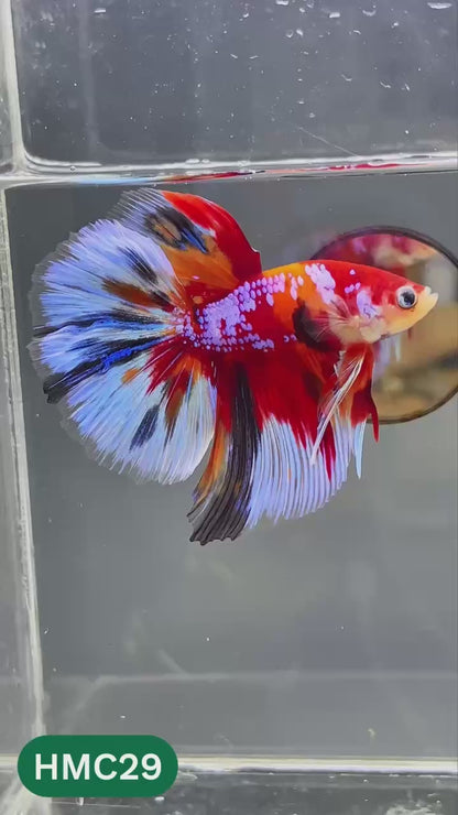 Multicolor Halfmoon Male Betta Fish | High Grade | Order Directly From Farm |  You Pick Fish |