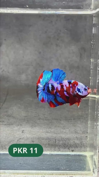 Multicolor Yellow Base Plakat Male Betta Fish | Order Directly From Farm |  You Pick Fish