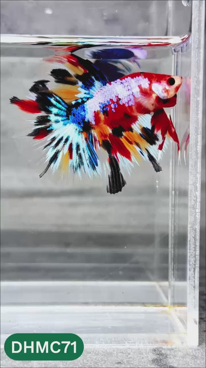 Multicolor Halfmoon Male Betta Fish | Order Directly From Farm | You Pick Fish
