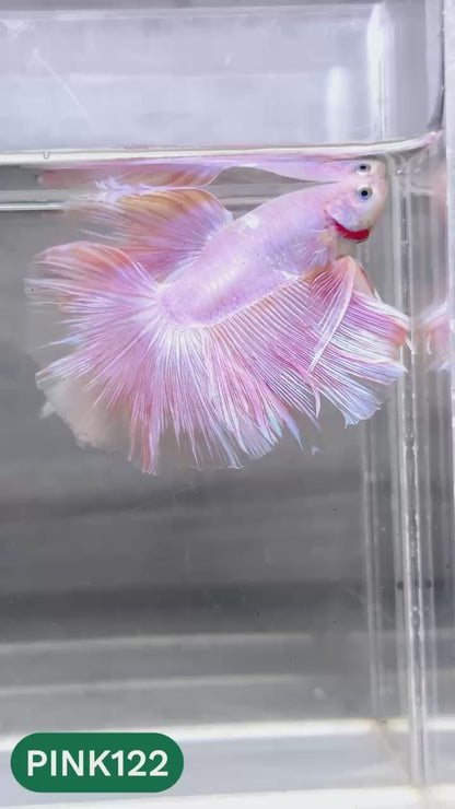 Pink Halfmoon Male Betta Fish | You Pick Fish | Order Directly From Farm