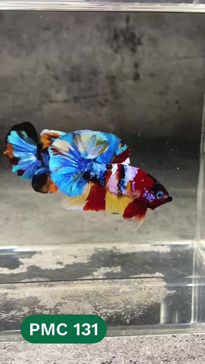 Multicolor Plakat Male Betta Fish |Show Grade|  You Pick Fish