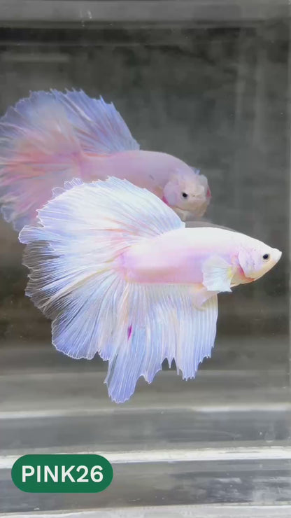Pink Halfmoon Male Betta Fish | You Pick Fish | Order Directly From Farm