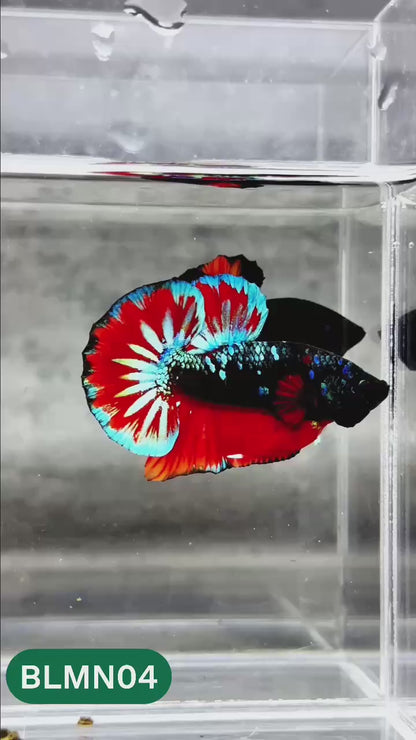 Dark Flame Hellfire Plakat Male Betta Fish | You Pick Fish | Rare Betta