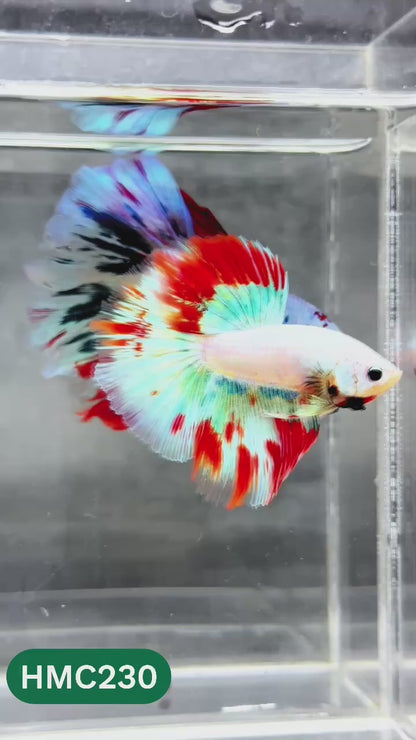 Multicolor Halfmoon Male Betta Fish | Order Directly From Farm | You Pick Fish