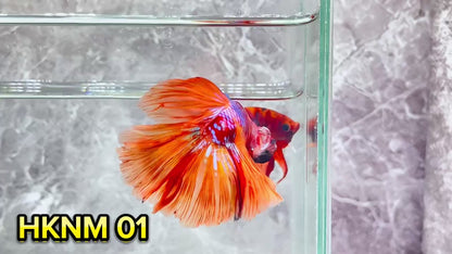 Nemo Halfmoon Male Betta Fish | Order Directly From Farm | You Pick Fish