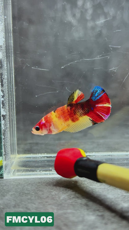 Multicolor Yellow Base Female Betta Fish | You Pick Fish  | High Grade