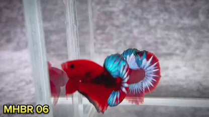 Hellboy Plakat Male Betta Fish | Order Directly From Farm | You Pick Fish