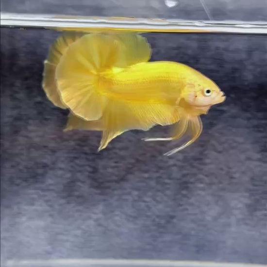 Super Gold Plakat Male Betta Fish