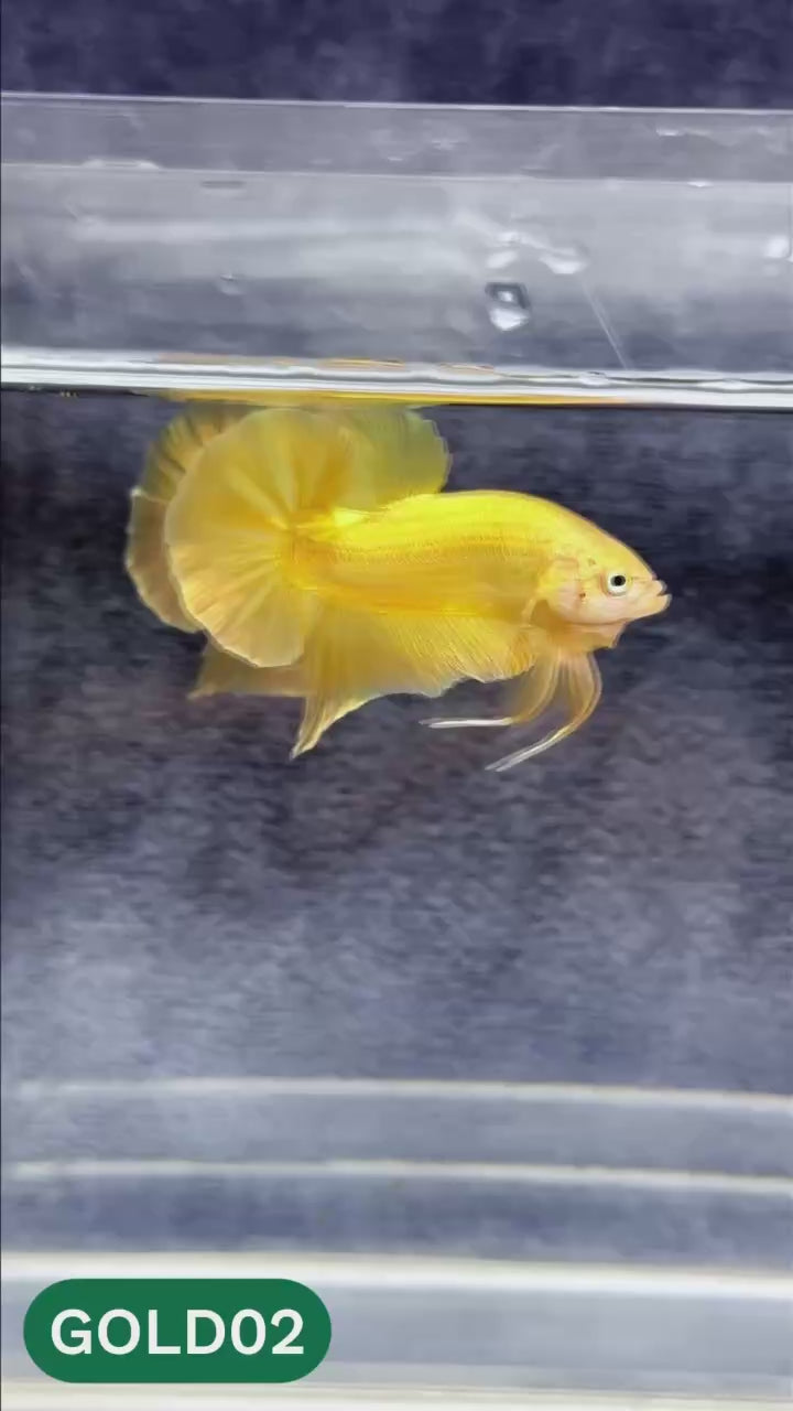 Super Gold Plakat Male Betta Fish