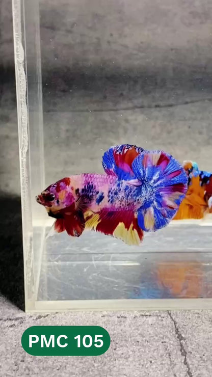 Multicolor Plakat Male Betta Fish |Show Grade|  You Pick Fish