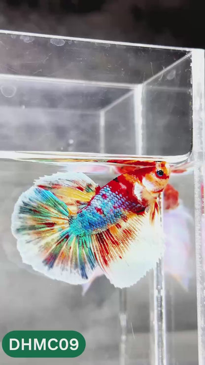 Multicolor Halfmoon Male Betta Fish | High Grade | Order Directly From Farm |  You Pick Fish |