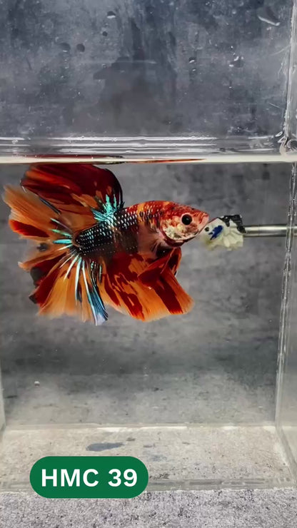 Multicolor Halfmoon Male Betta Fish | High Grade | Order Directly From Farm |  You Pick Fish |