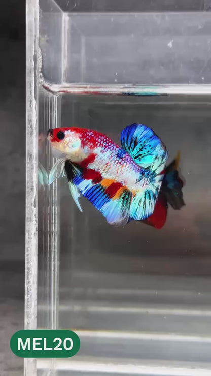 Metallic Plakat Betta Fish | You Pick Betta | Show Grade