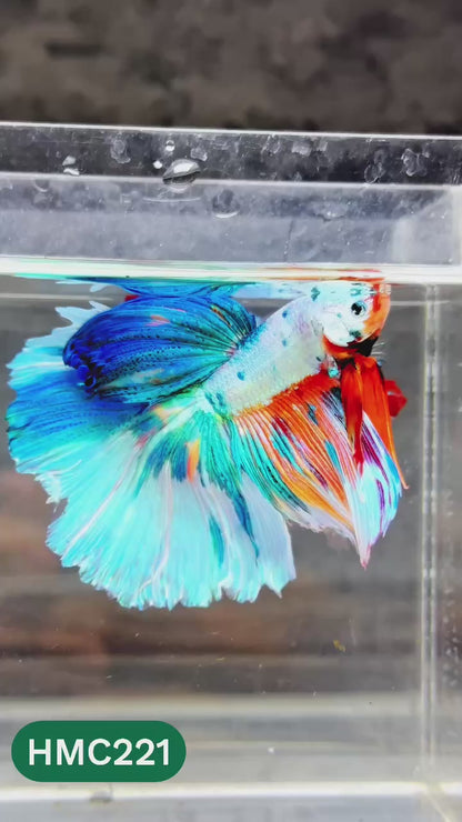 Multicolor Halfmoon Male Betta Fish | Order Directly From Farm | You Pick Fish