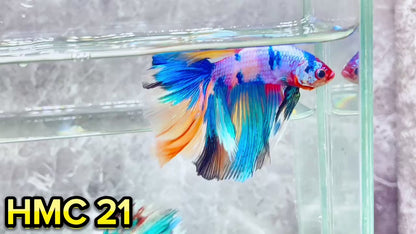 Multicolor Halfmoon Male Betta Fish | High Grade | Order Directly From Farm|  You Pick Fish |