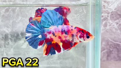 King Giant Plakat Male Betta Fish | You Pick Fish | High Grade