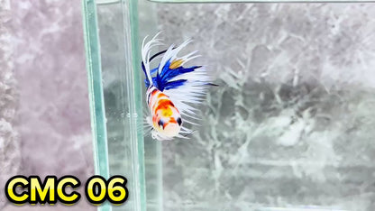 Crowntail Multicolor Male Betta Fish | High Grade | You Pick Fish |