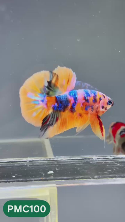 Multicolor Plakat Male Betta Fish |Show Grade|  You Pick Fish