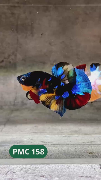 Multicolor Plakat Male Betta Fish |Show Grade|  You Pick Fish