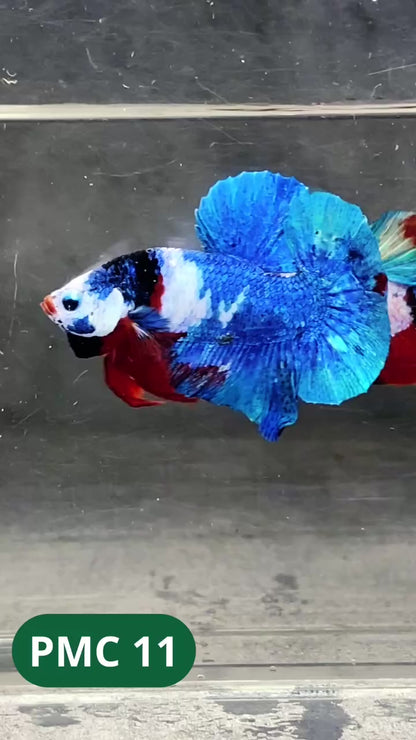 Multicolor Plakat Male Betta Fish |Show Grade|  You Pick Fish