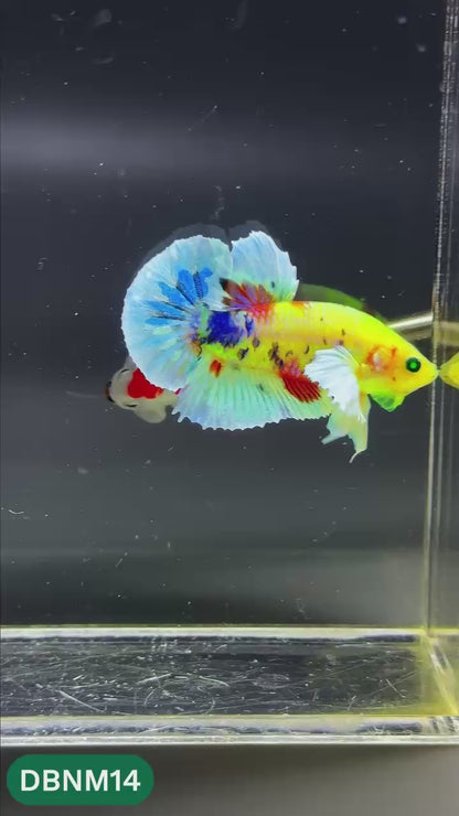 Dumbo Neno Neon Plakat Male Betta Fish | Neon Betta | You Pick Fish