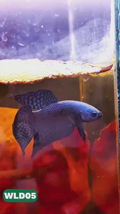 Wild Alien Male Betta Fish | You Pick Fish