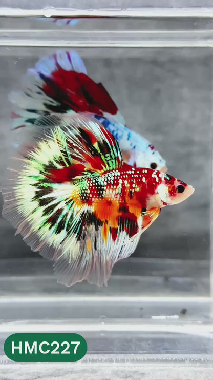 Multicolor Halfmoon Male Betta Fish | Order Directly From Farm | You Pick Fish
