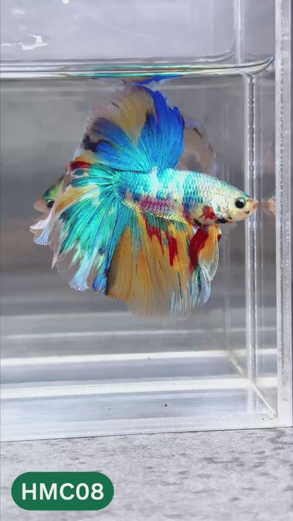 Multicolor Halfmoon Male Betta Fish | High Grade | Order Directly From Farm |  You Pick Fish |