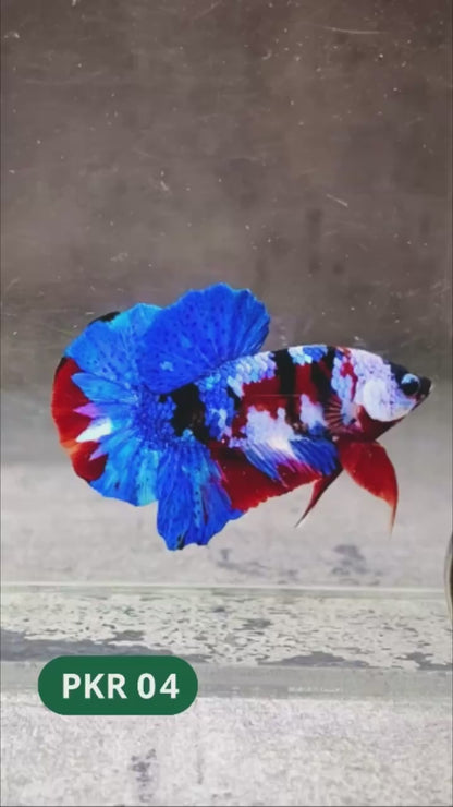 Multicolor Yellow Base Plakat Male Betta Fish | Order Directly From Farm |  You Pick Fish