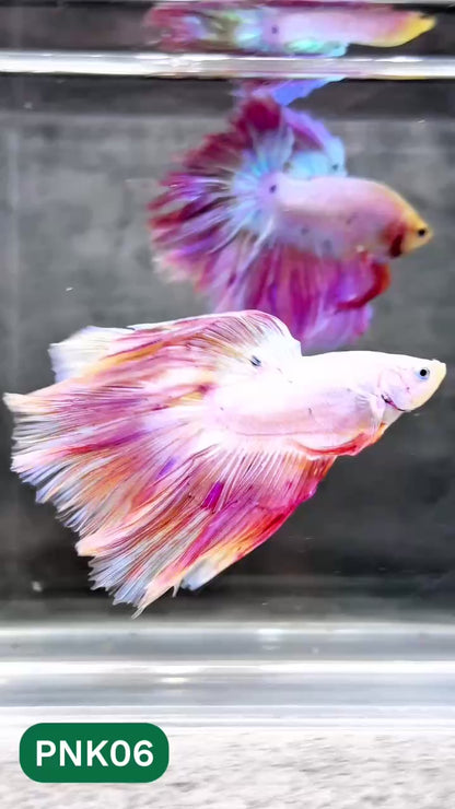 Pink Halfmoon Male Betta Fish | You Pick Fish | Order Directly From Farm