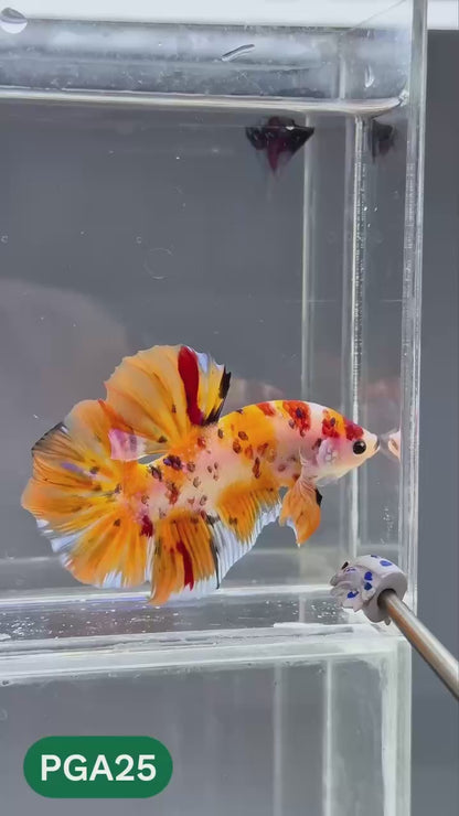 King Giant Plakat Male Betta Fish | You Pick Fish | High Grade