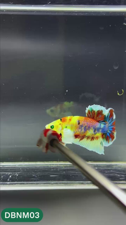 Dumbo Neno Neon Plakat Male Betta Fish | Neon Betta | You Pick Fish
