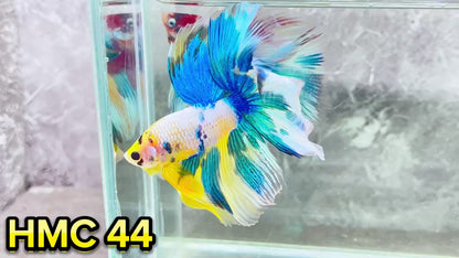 Multicolor Halfmoon Male Betta Fish | High Grade | Order Directly From Farm|  You Pick Fish |