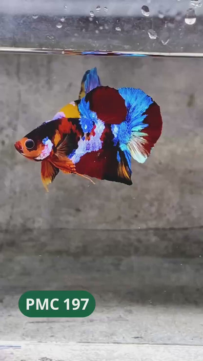 Multicolor Plakat Male Betta Fish |Show Grade|  You Pick Fish