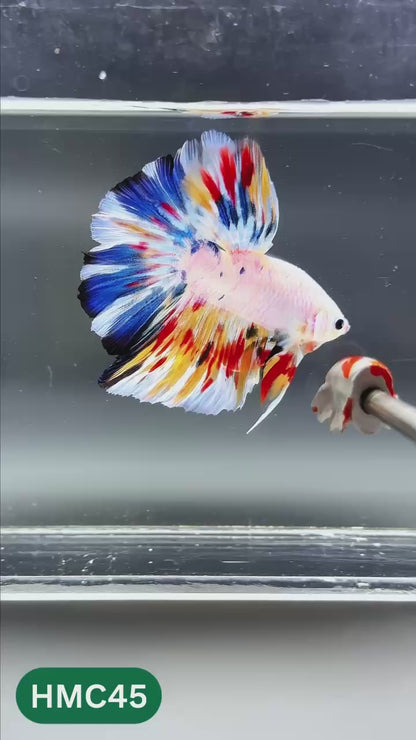 Multicolor Halfmoon Male Betta Fish | High Grade | Order Directly From Farm |  You Pick Fish |