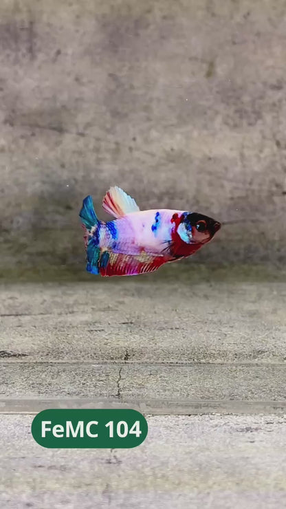 Multicolor Female Betta Fish | You Pick Fish | High Grade