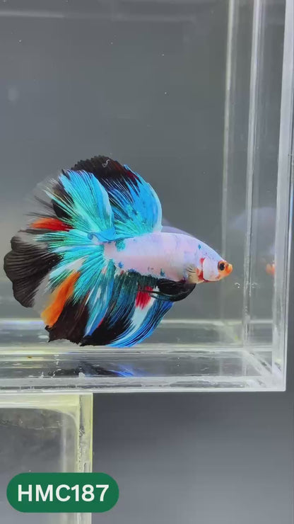 Multicolor Halfmoon Male Betta Fish | Order Directly From Farm | You Pick Fish