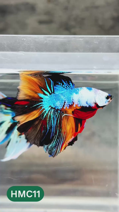Nemo Halfmoon Male Betta Fish | Order Directly From Farm | You Pick Fish